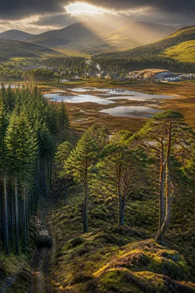 The Green Payoff: How Scotland's Forestry Investment Boosts Economy and Environment
