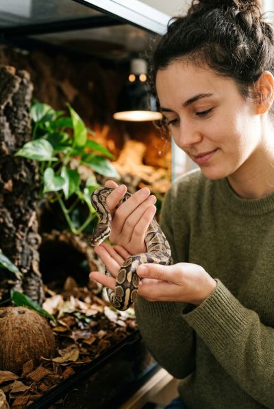 Keeping Snakes As Pets